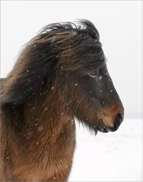 Horse, Icelandic Pony, adult, close-up of head, on snow during blizzard, Snaefellsnes, Vesturland, Iceland, March