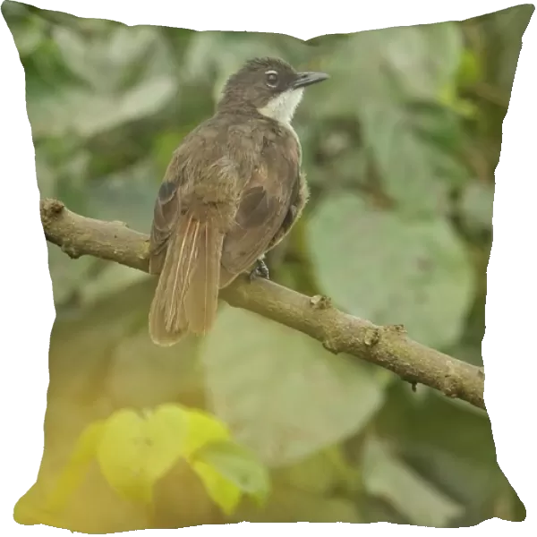 Simple Greenbul (Chlorocichla simplex) adult, perched on branch, Stingless-bee Road, Ghana, February