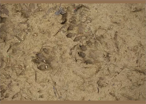 European Otter (Lutra lutra) footprints in mud, Suffolk, England, October