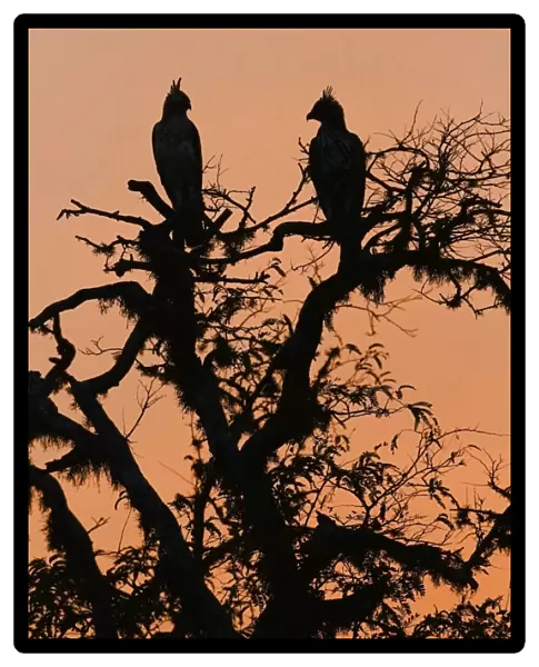 Changeable Hawk-eagle (Nisaetus cirrhatus ceylanensis) adult pair, perched in tree, silhouetted at sunset, Yala N. P