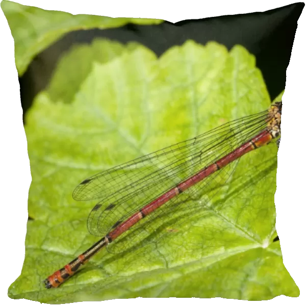 Large Red Damselfly (Pyrrhosoma nymphula) fulvipes form, adult female, resting on leaf, Challan Hall Woods, Silverdale