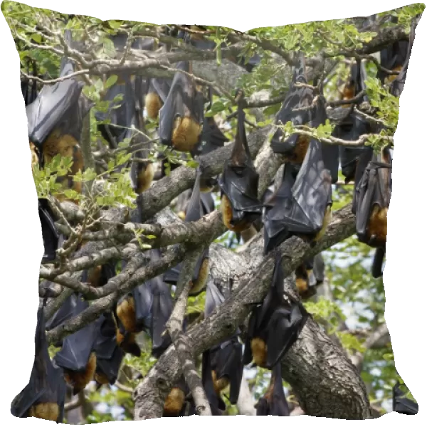Indian Flying Fox (Pteropus giganteus) colony, roosting in tree during daytime, Sri Lanka, February