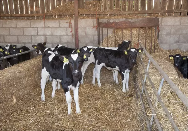 Domestic Cattle, Holstein Friesian calves, standing on straw bedding in calf pen, Shropshire, England, March