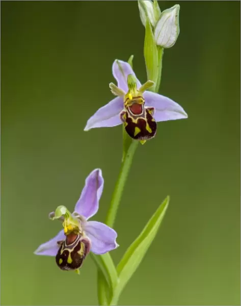 Bee Orchid (Ophrys apifera) close-up of flowers, growing on chalk grassland, North Downs, Kent, England, June