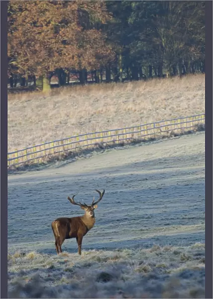 Red Deer (Cervus elaphus) stag, standing in frost covered parkland habitat at dawn, Wollaton Park, Nottingham