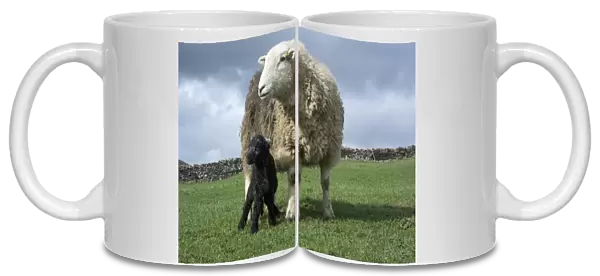 Domestic Sheep, Herdwick ewe and newborn lamb, standing in pasture, Cumbria, England, April