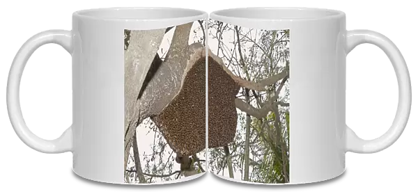 Asian Honey Bee (Apis cerana) adults, swarm at nest in tree, Sundarbans, Ganges Delta, West Bengal, India, March