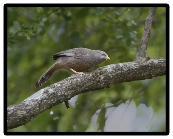 Yellow-billed Babbler (Turdoides affinis taprobanus) endemic race, adult, perched on branch, Polonnaruwa N. P