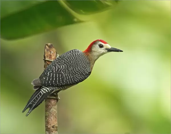 Jamaican Woodpecker (Melanerpes radiolatus) adult male, clinging to stick, Marshalls Pen, Jamaica, December