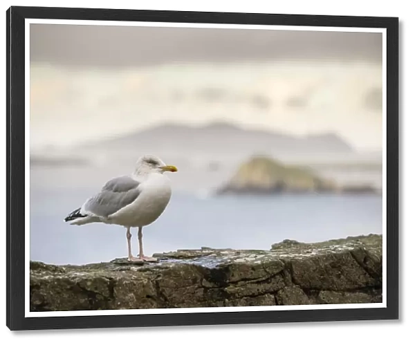 Herring Gull (Larus argentatus) adult, non-breeding plumage, standing on coastal wall, Slea Head, Dingle Peninsula