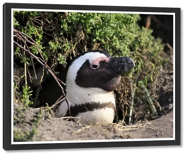 Jackass Penguin (Spheniscus demersus) adult, at nesting burrow entrance, Stony Point, Bettys Bay, Western Cape