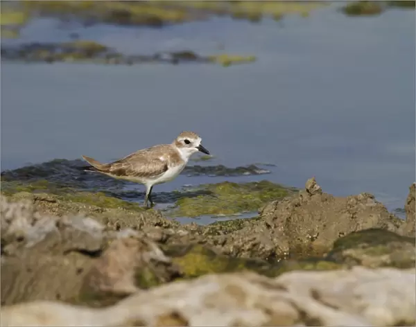 Greater Sand Plover (Charadrius leschenaultii) adult, non-breeding plumage, walking in shallow water, Yala N. P