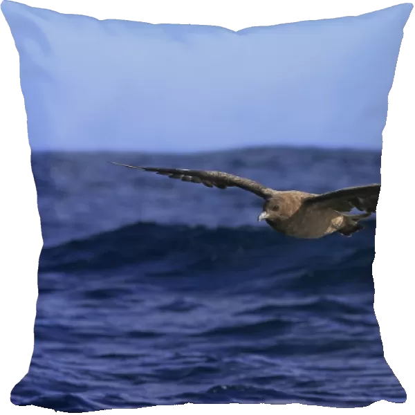 Subantarctic Skua (Stercorarius lonnbergi) adult, in flight low over sea, Cape of Good Hope, Western Cape