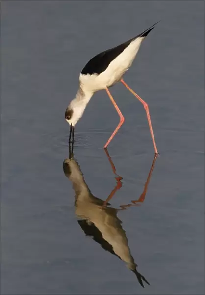 Black-winged Stilt (Himantopus himantopus) adult, feeding in shallow water with reflection, Long Valley