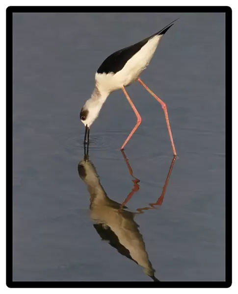 Black-winged Stilt (Himantopus himantopus) adult, feeding in shallow water with reflection, Long Valley
