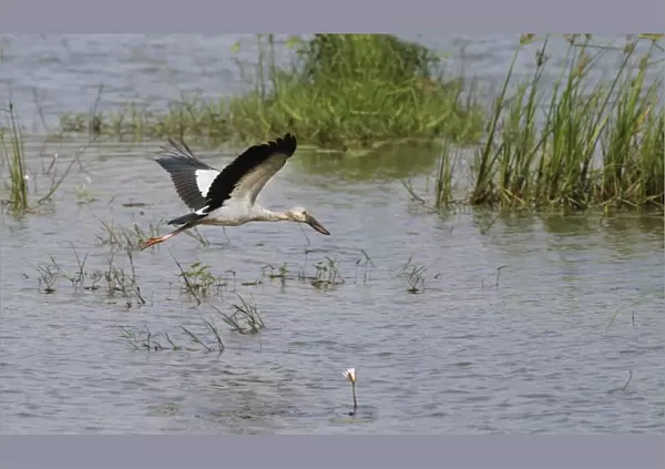 Asian Open-billed Stork (Anastomus oscitans) adult, in flight over lake, Sri Lanka, February