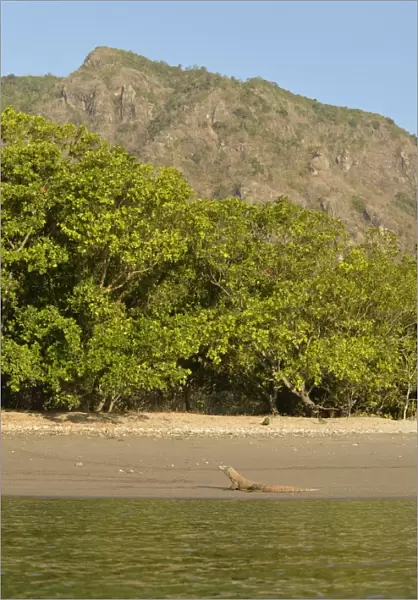 Komodo Dragon (Varanus komodoensis) adult, resting on beach in habitat, Rinca Island, Komodo N. P