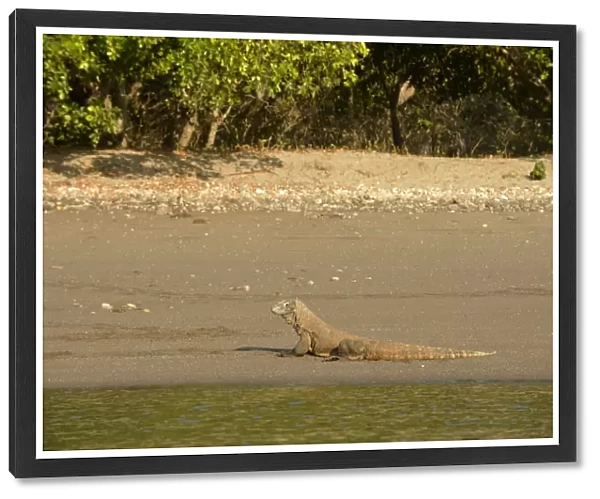 Komodo Dragon (Varanus komodoensis) adult, resting on beach, Rinca Island, Komodo N. P