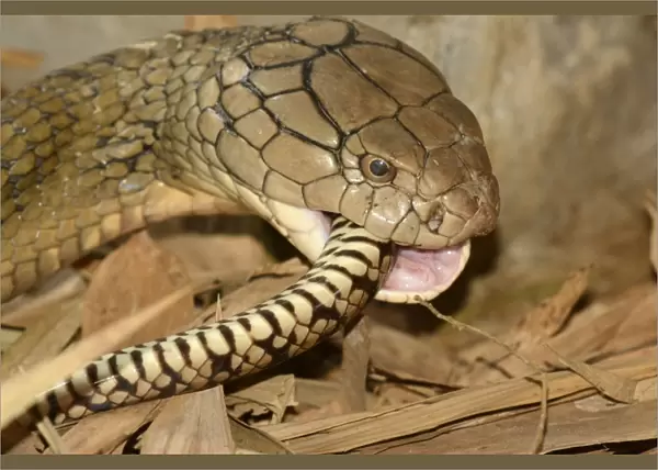 King Cobra (Ophiophagus hannah) adult, close-up of head, feeding on ratsnake prey, Bali, Lesser Sunda Islands