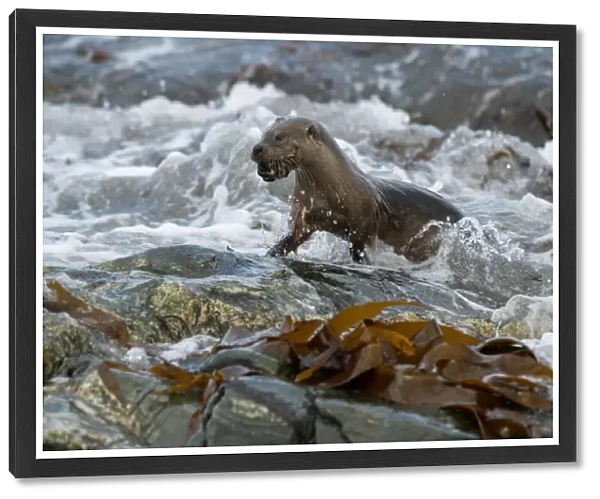European Otter (Lutra lutra) adult, with crab prey in mouth, emerging from surf on rocky shore, Shetland Islands