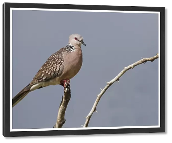 Spotted Dove (Spilopelia chinensis ceylonensis) adult, perched on branch, Udulawawe N. P. Sri Lanka, February