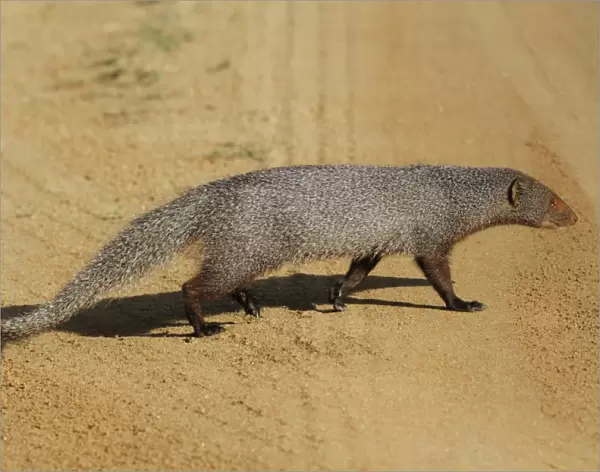 Ruddy Mongoose (Herpestes smithii zeylandicus) adult, walking across dirt track, Udalawawe N. P. Sri Lanka, February