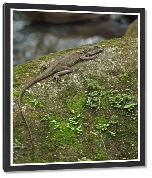Common Basilisk (Basiliscus basiliscus) adult, with small insects in flight around head, resting on rock in river