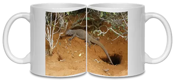 Bengal Monitor (Varanus bengalensis) immature, resting under vegetation beside burrow, Yala N. P. Sri Lanka, February