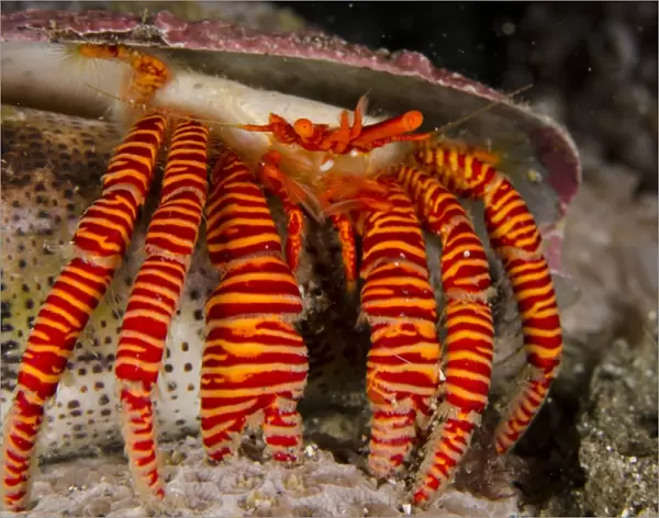 Halloween Hermit Crab (Ciliopagurus strigatus) adult, in empty Cone Shell (Conus sp. ), Lembeh Straits, Sulawesi