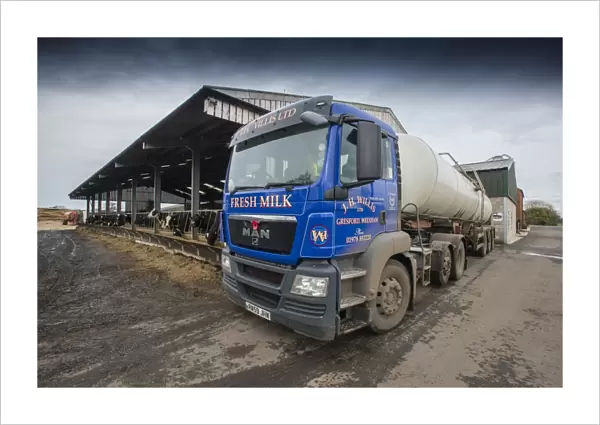Dairy farming, milk tanker lorry collecting milk from dairy farm, Cheshire, England, February