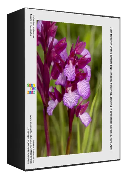 Pink Butterfly Orchid (Orchis papilionacea) flowering, growing in grassland, Sardinia, Italy, April