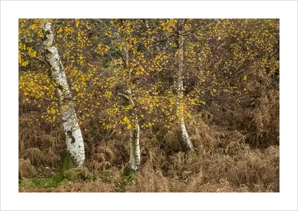 Silver Birch (Betula pendula) leaves in autumn colour, with Bracken (Pteridium aquilinum), Killarney N. P