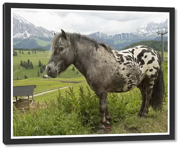 Horse, miniature spotted pony, adult, standing in alpine meadow, Seiser Alm, Dolomites, Italian Alps, Italy, June