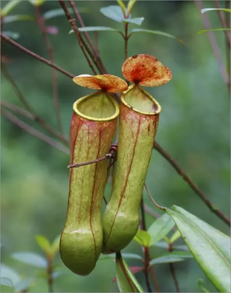Miraculous Distilling Plant (Nepenthes distillatoria) two pitfall traps formed from modified leaves