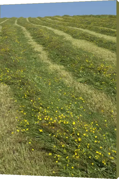 Newly mowed grass in traditional upland hay meadow, Cumbria, England, July