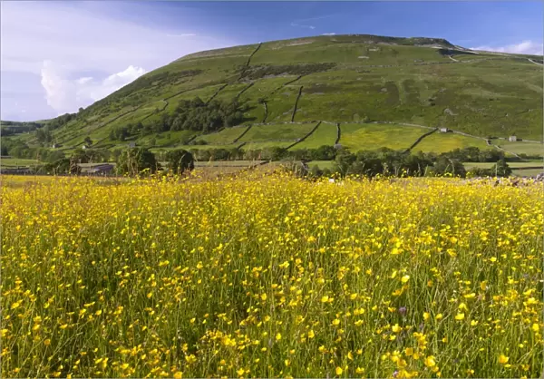 Traditional hay meadow with flowering buttercups, with Kisdon Hill in background, Swaledale, Yorkshire Dales N. P
