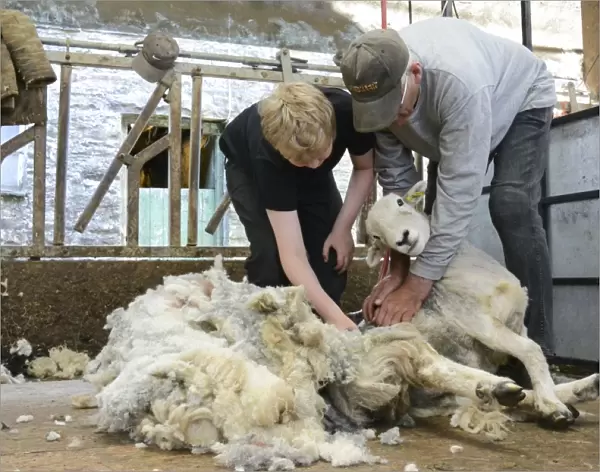 Sheep shearing, boy being taught to shear sheep by grandfather, Cumbria, England, July