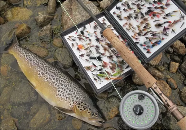 Fly fishing, Brown Trout (Salmo trutta) catch with rod and fly box, on machair loch, South Uist, Outer Hebrides
