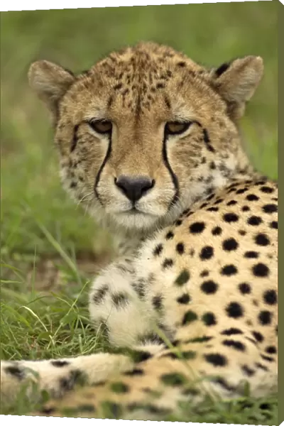 Cheetah (Acinonyx jubatus) Adult, close-up of head, Sabie Sand Game Reserve, South Africa