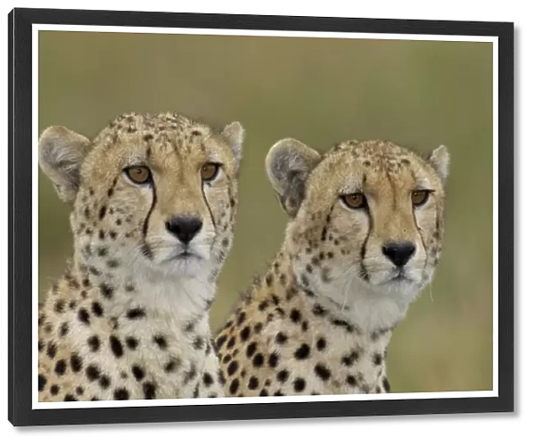 Cheetah (Acinonyx jubatus) two immature males, close-up of heads, Masai Mara, Kenya