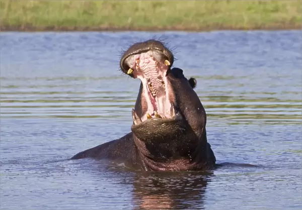 Hippopotamus (Hippopotamus amphibius) adult male, yawning aggressive display in water, Okavango Delta, Botswana