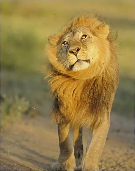 Lion (Panthera leo) adult male, shaking flies from head and mane in morning sunlight, Serengeti N. P. Tanzania