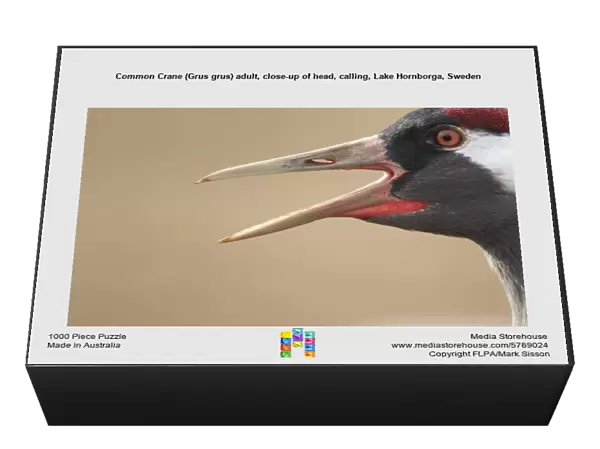 Common Crane (Grus grus) adult, close-up of head, calling, Lake Hornborga, Sweden
