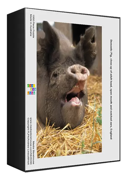 Domestic Pig, close-up of adult head, open mouth and notched ears, England