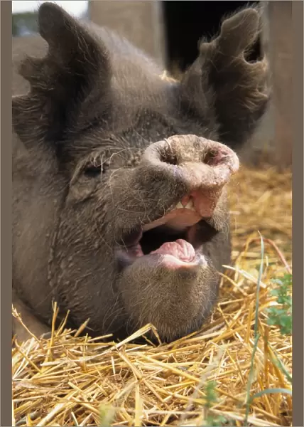 Domestic Pig, close-up of adult head, open mouth and notched ears, England