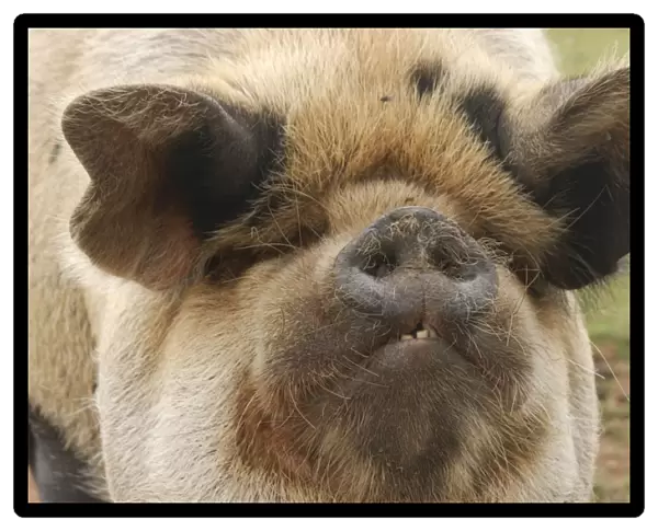 Domestic Pig, Kune Kune, adult, close-up of head, England