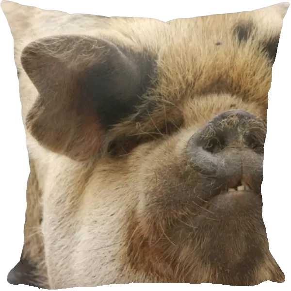 Domestic Pig, Kune Kune, adult, close-up of head, England