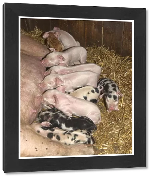 Domestic Pig, sow with piglets suckling, on straw bedding, England