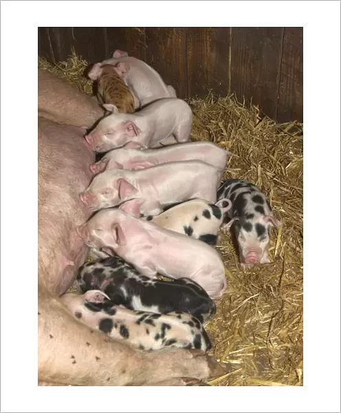 Domestic Pig, sow with piglets suckling, on straw bedding, England