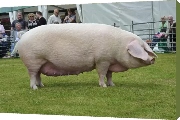 Domestic Pig, British Lop sow, Bakers Actress A, supreme champion, South of England Show, England